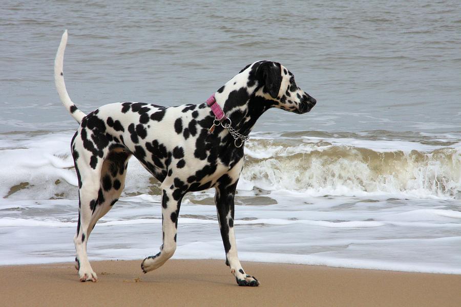 Dalmatian by the Sea Photograph by Gordon Auld