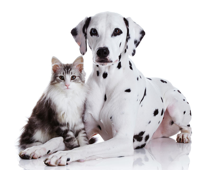 Dalmatian Dog And Norwegian Forest Cat Photograph by Tetsuomorita