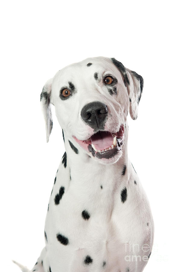 Animal Photograph - Dalmatian dog by Viktor Pravdica