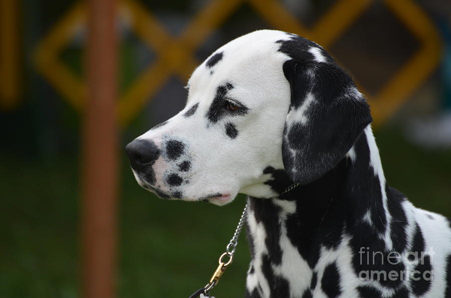 Dalmatian Photograph By Dejavu Designs - Fine Art America