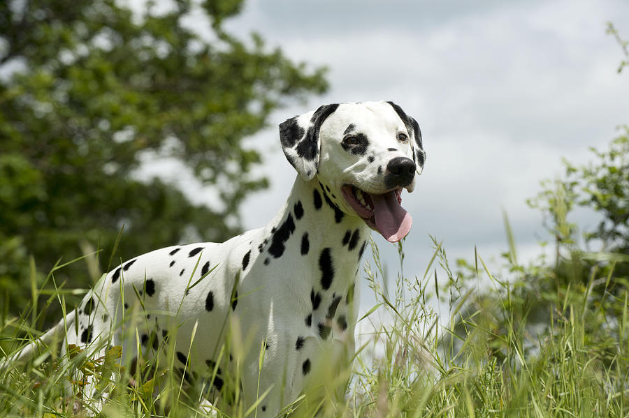 Dalmatian In Grass Photograph by John Daniels