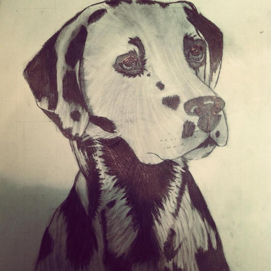Dog Drawing - Dalmatian by Kourtney  Roland