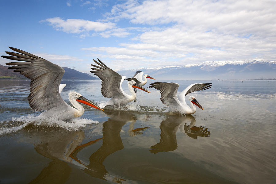 Animal Photograph - Dalmatian Pelican Trio Landing Lake by Duncan Usher