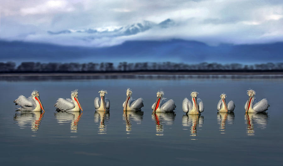 Nature Photograph - Dalmatian Pelicans Meeting by Xavier Ortega