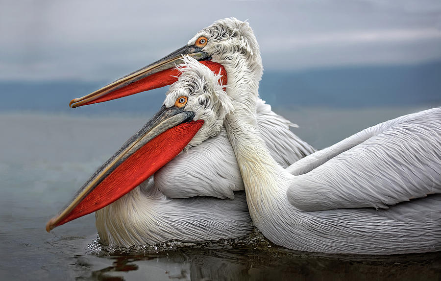 Bird Photograph - Dalmatian Pelicans by Xavier Ortega