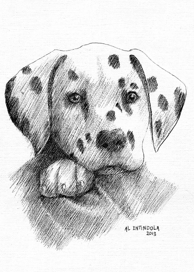 Puppy Drawing - Dalmatian Puppy by Al Intindola