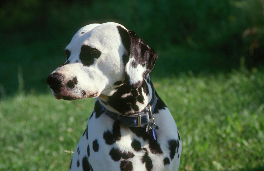 Dalmatian Puppy Photograph by Bonnie Sue Rauch