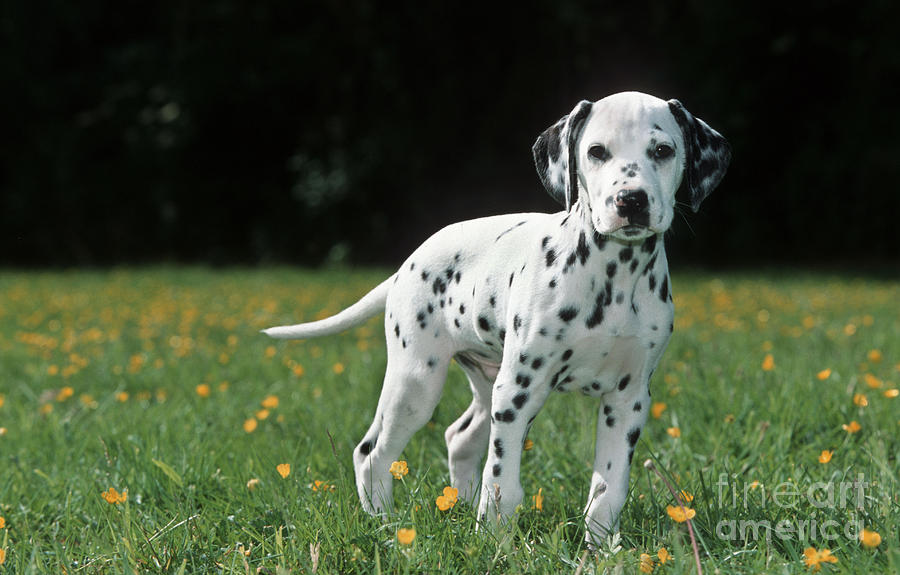Dalmatian Puppy Dog Photograph by Johan De Meester