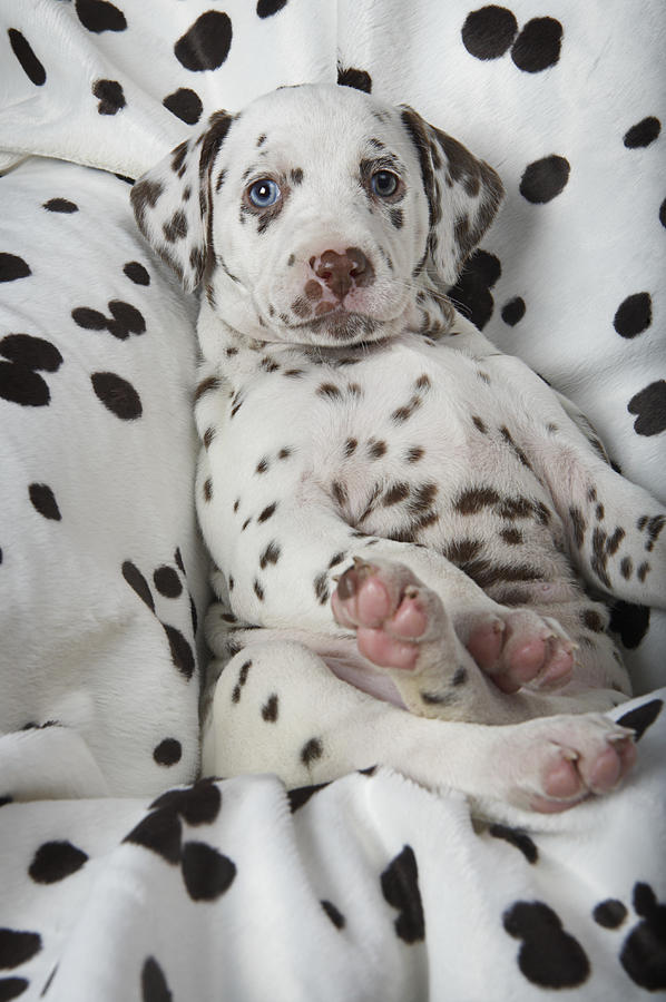 Dalmatian puppy on dalmatian-print blanket, close-up Photograph by Coneyl Jay