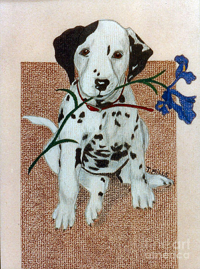 Dalmatian puppy Drawing by Terri Mills