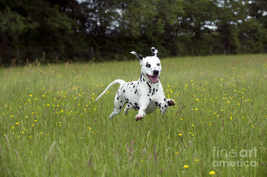 Dalmatian running best sale