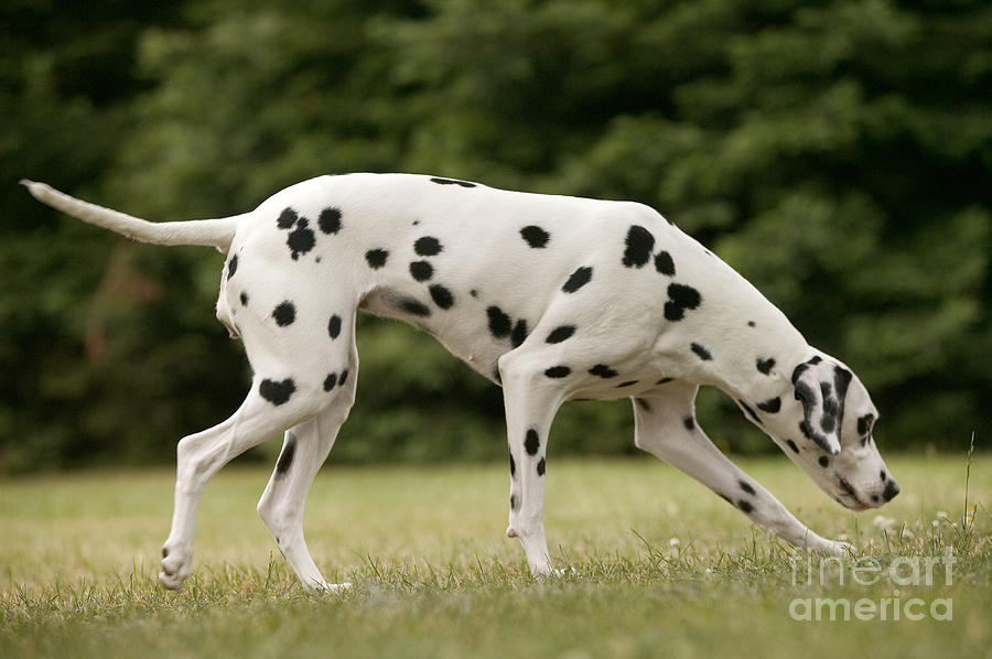 Dalmatian Sniffing Photograph by Jean-Michel Labat