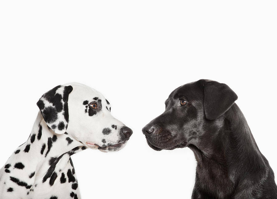 Dalmatians examining each other Photograph by Anthony Lee