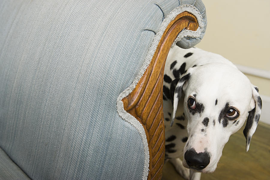 Dalmation by a chair Photograph by Image Source
