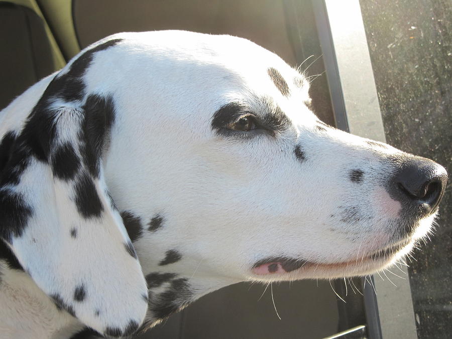 Dog Photograph - Dalmation Focus Nations of Love by Debbie Nester