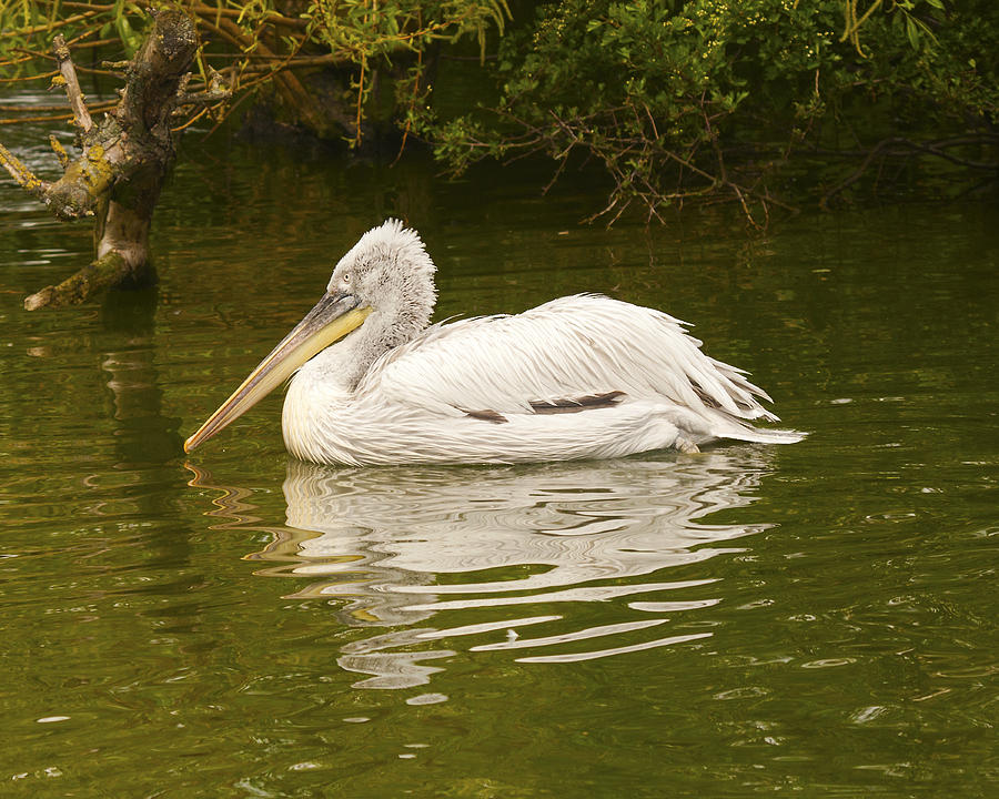 Dalmation Pelican Photograph by Paul Scoullar
