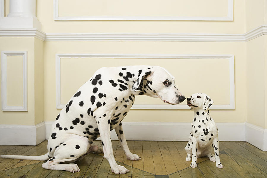 Dalmation with dog ornament Photograph by Image Source