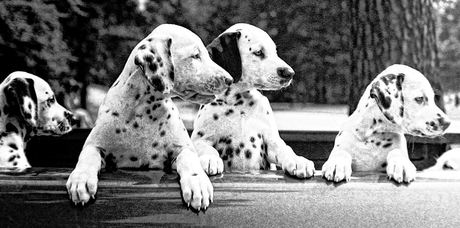 Dalmations in a Truck Photograph by Rob Huntley