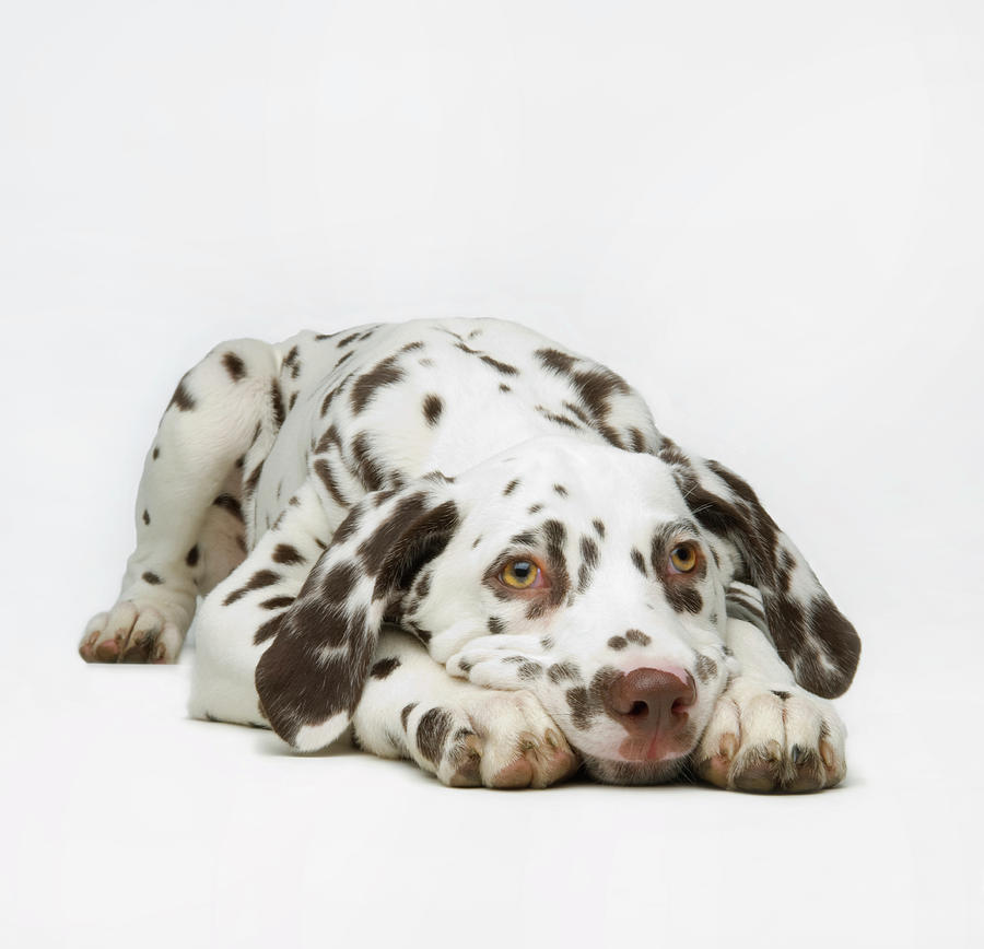 Dalmaton Pup Photograph by Patricia Doyle