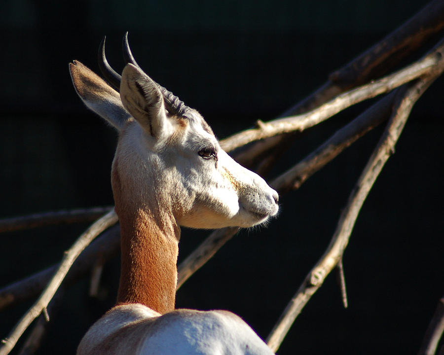 Dama Gazelle Photograph - Dama Gazelle at the National Zoo by Bill Swartwout