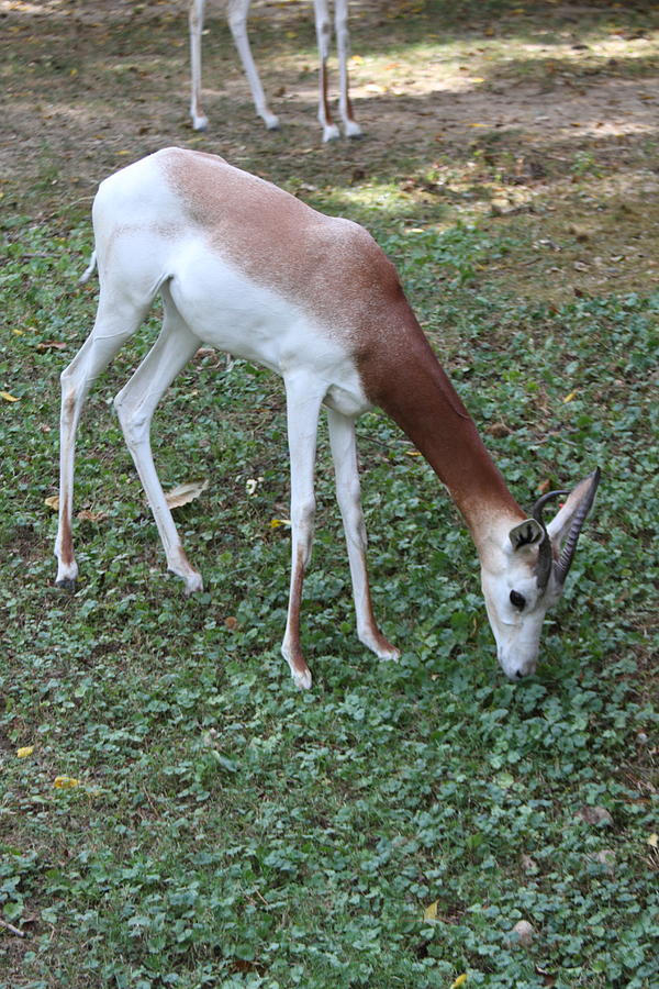 Animal Photograph - Dama Gazelle - National Zoo - 01131 by DC Photographer