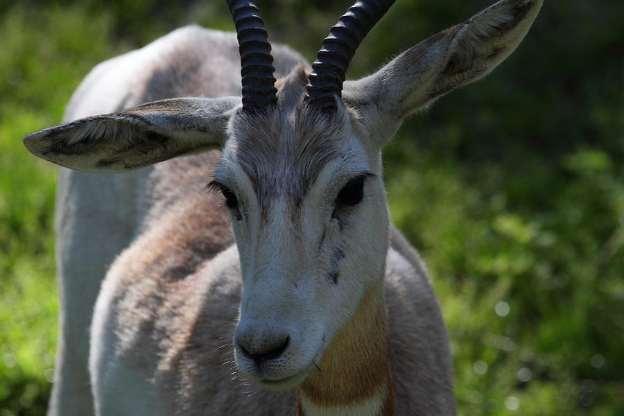 Animal Photograph - Dama Gazelle - National Zoo - 011311 by DC Photographer