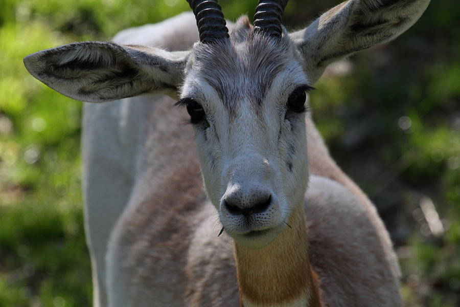 Animal Photograph - Dama Gazelle - National Zoo - 011312 by DC Photographer