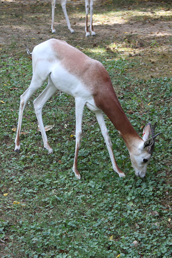 Animal Photograph - Dama Gazelle - National Zoo - 01132 by DC Photographer