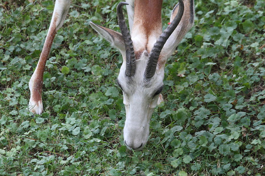 Animal Photograph - Dama Gazelle - National Zoo - 01133 by DC Photographer