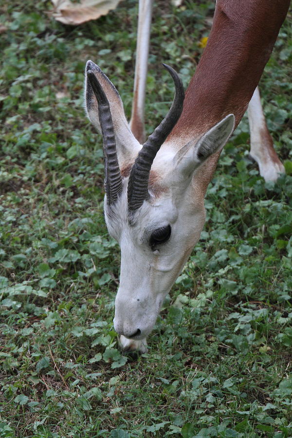 Animal Photograph - Dama Gazelle - National Zoo - 01134 by DC Photographer