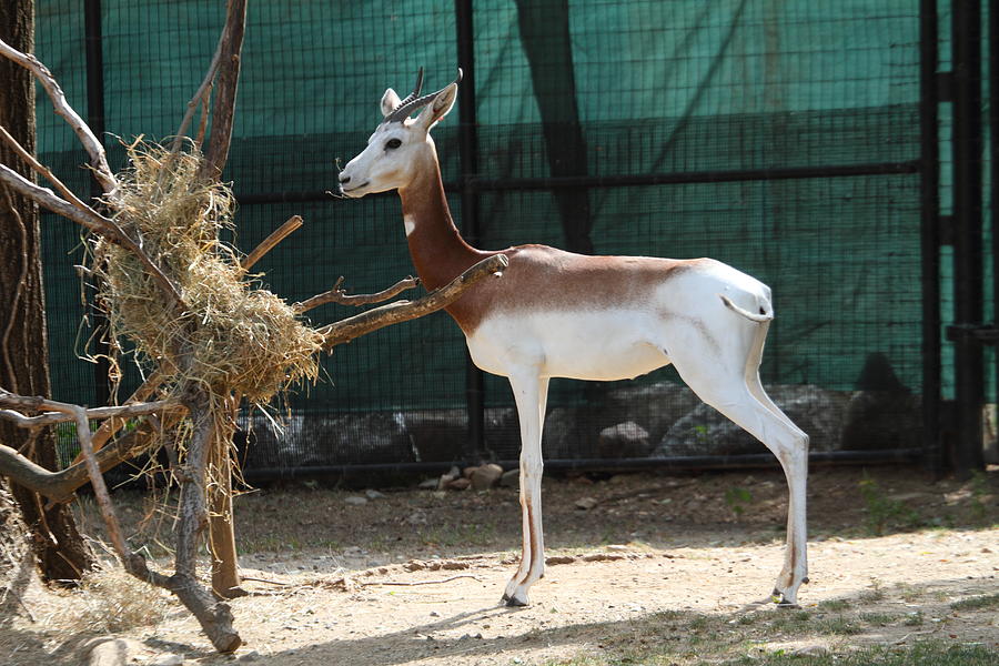 Animal Photograph - Dama Gazelle - National Zoo - 01135 by DC Photographer