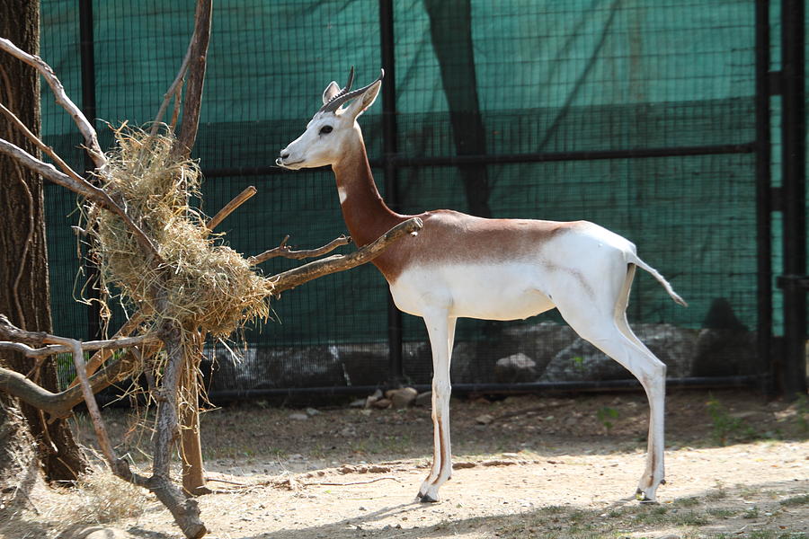 Animal Photograph - Dama Gazelle - National Zoo - 01136 by DC Photographer