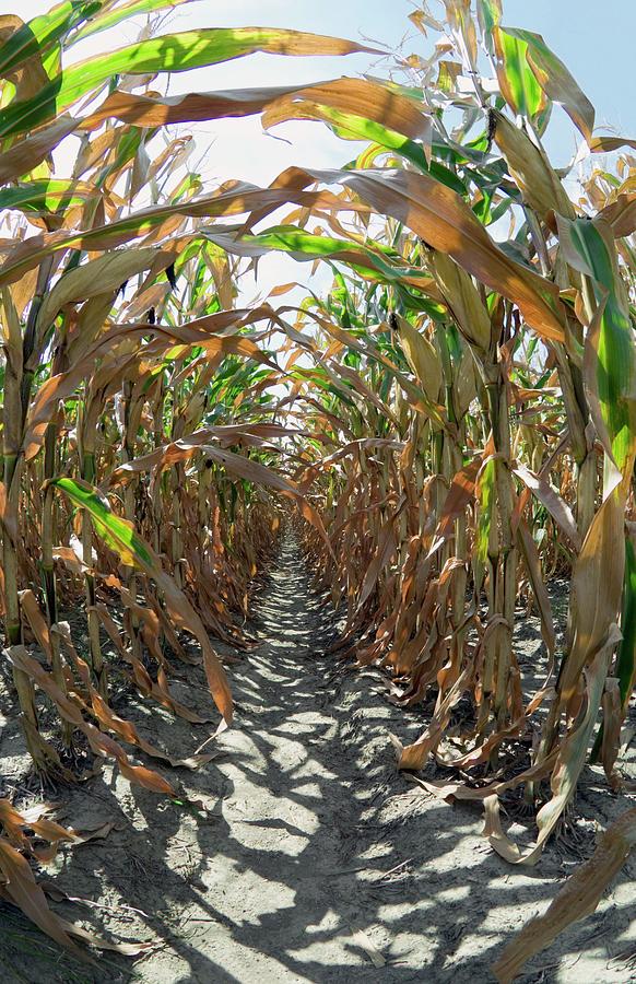 Damaged Crops During A Heatwave Photograph by Jim Reed Photography/science Photo Library