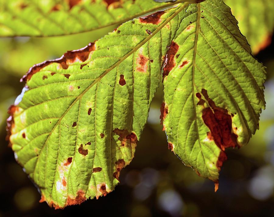 Damaged Horse Chestnut Leaves Photograph by Adam Hart-davis/science Photo Library