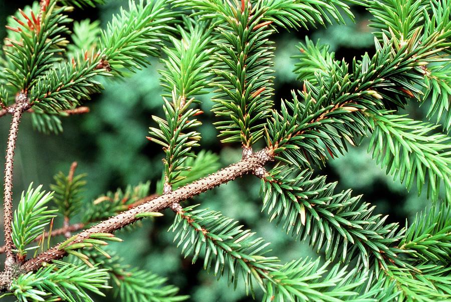 Damaged Sitka Spruce In Black Forest Photograph by Adam Hart-davis ...