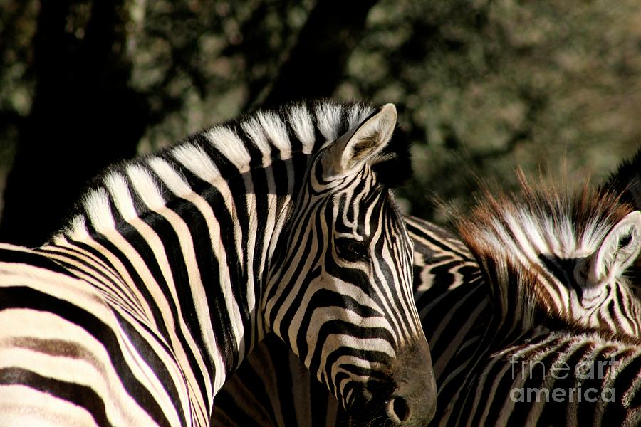Damara Zebra Photograph