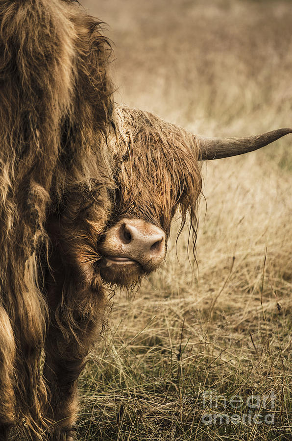 Highland Cow Damn Fleas Photograph