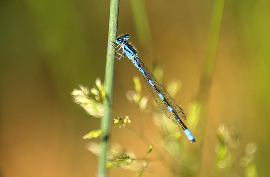 Insects Photograph - Damsel at Rest by Tracy Thomas