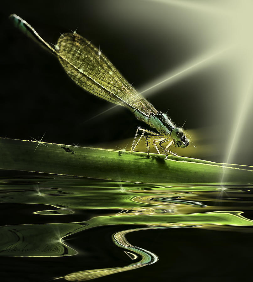 Damsel Dragon fly  with sparkling reflection Photograph by Peter V Quenter