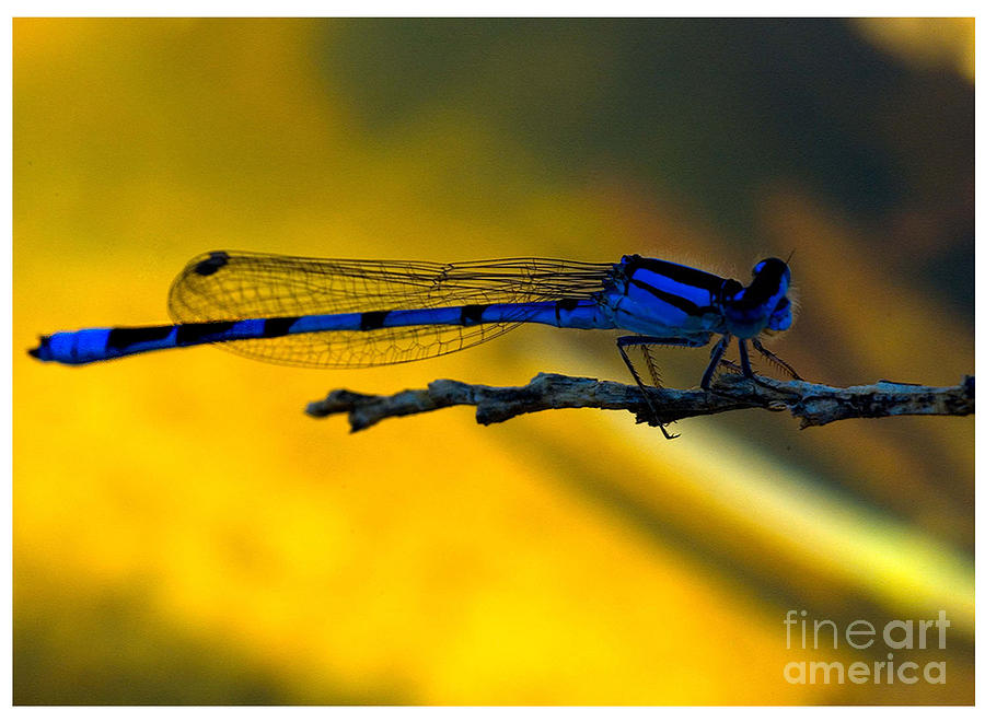 Damsel Fly Photograph by Mae Wertz