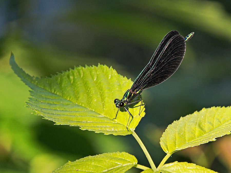 Damsel Fly on Leaf  Photograph by Theo OConnor