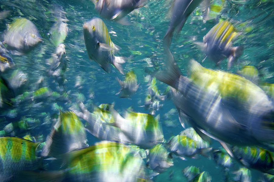 Damselfish by Science Photo Library