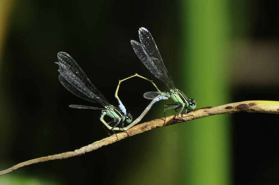 Damselflies Mating Photograph by Bradford Martin