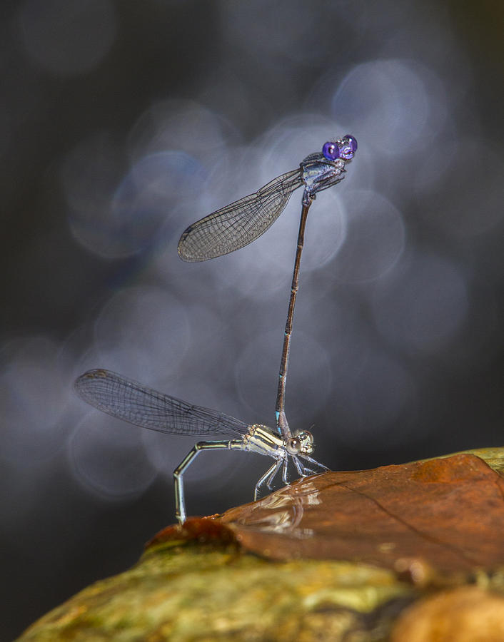 Damselflies Mating Photograph by Steven Schwartzman
