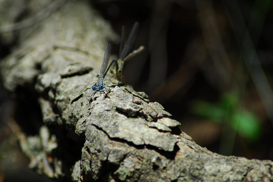 Damselflies Photograph by Tracy Smith Damselflies Photograph by Tracy Smith