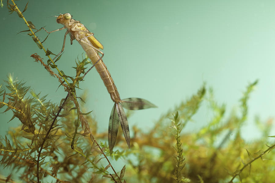 Nature Photograph - Damselfly Larvae by Dirk Ercken