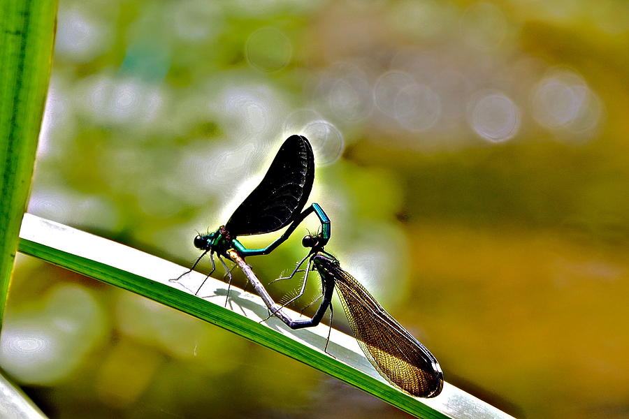 Damselfly Love is Heart-Shaped and Bubbly Photograph by Byron Varvarigos