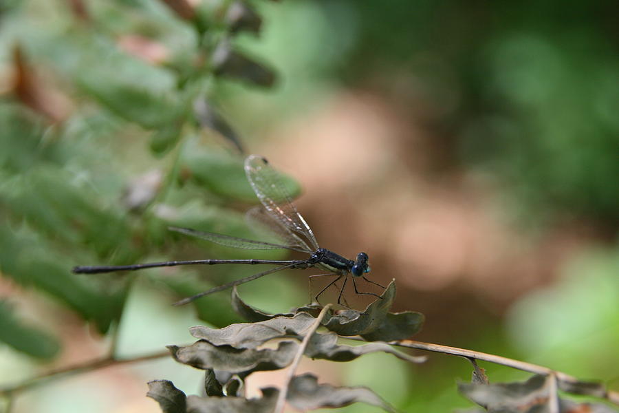 Nature Photograph - Damselfly by Neal Eslinger