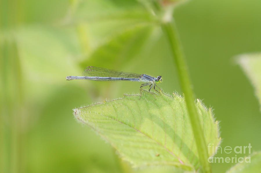 Damselfly on Leaf Photograph by Robert E Alter Reflections of Infinity