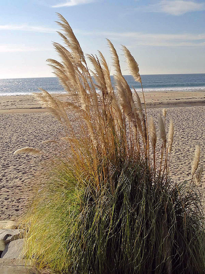 Dana Point Grasses Photograph by Robert Meyers-Lussier